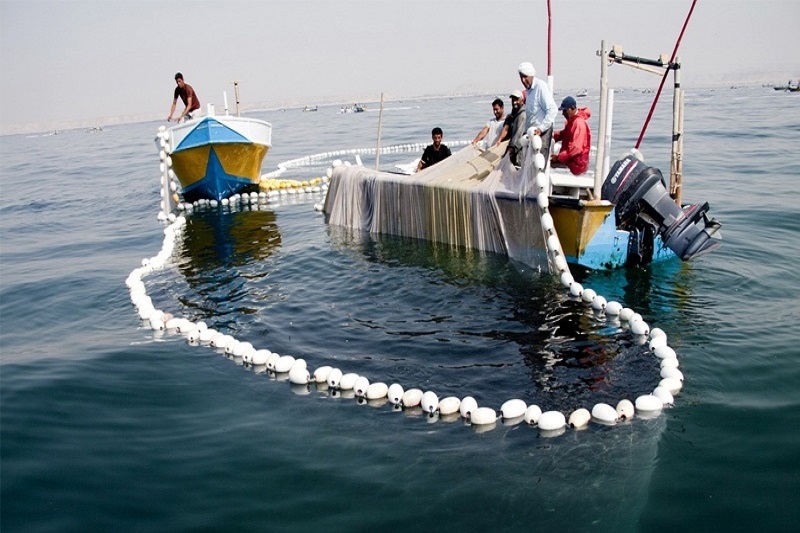 ممنوعیت صید ماهی حلوا سفید در خوزستان