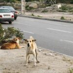 نگرانی شهروندان ساکن در محله گورت اصفهان از وجود سگ‌های ولگرد + فیلم