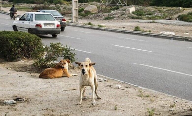 نگرانی شهروندان ساکن در محله گورت اصفهان از وجود سگ‌های ولگرد + فیلم