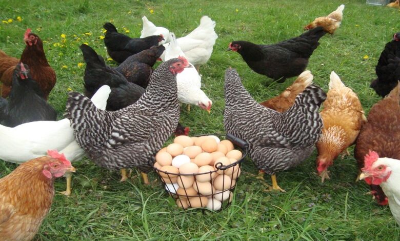 آغاز اجرای زنجیره ارزش پرورش مرغ بومی در آذربایجان غربی