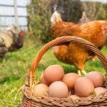 تلاش اتحادیه مرغداران برای تامین تخم مرغ در نیمه دوم سال