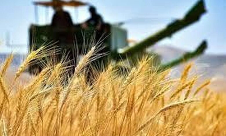 خرید گندم کشور از مرز ۴ میلیون تن گذشت