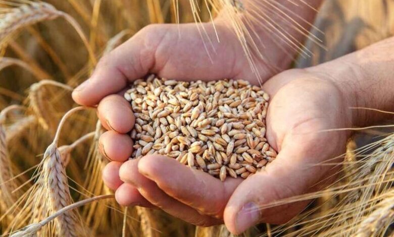 خرید ۳ میلیون و ۵۵۰ هزار تن گندم مازاد بر مصرف کشاورزان تاکنون