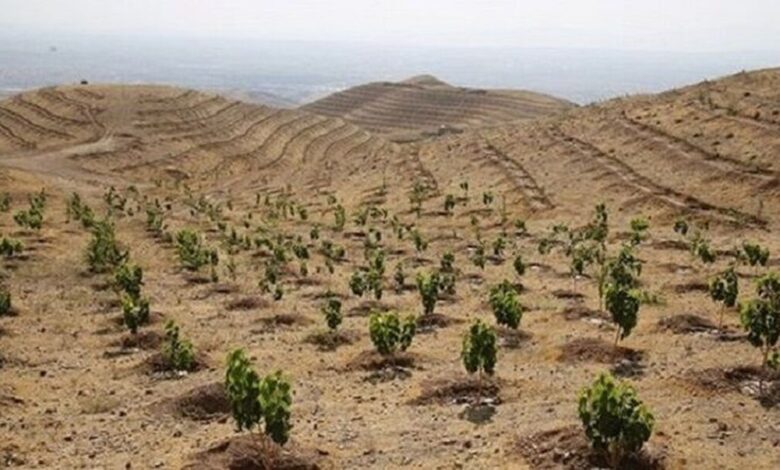 دولت سیزدهم طرح محوری کاشت یک میلیارد درخت را کلید زد