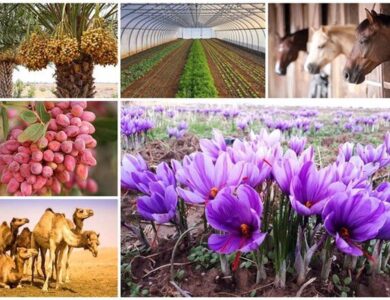 صادرات محصولات کشاورزی در بهار امسال ۲۸ درصد رشد کرد