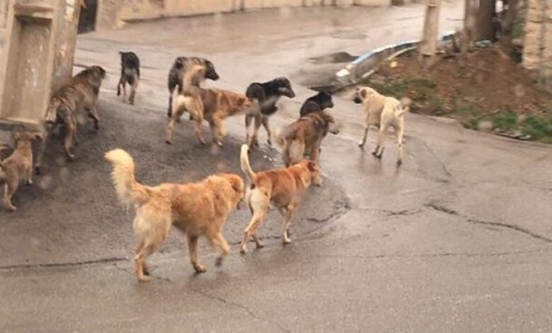 قدم زدن آزادانه سگ‌های ولگرد در کوچه و خیابان‌های محله رواسان تبریز