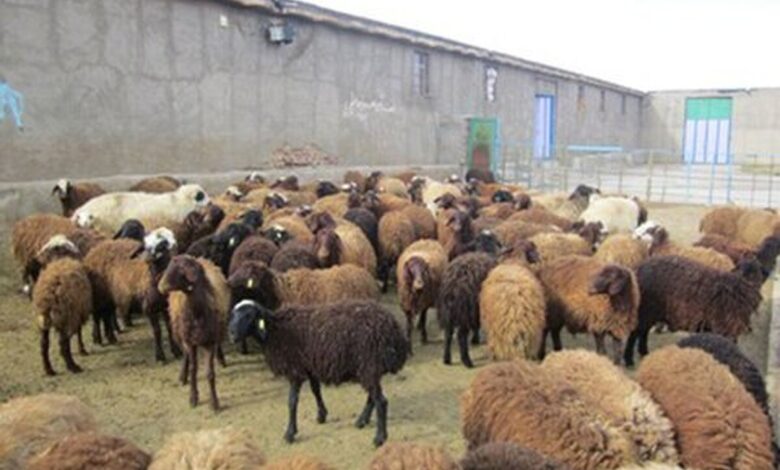 قیمت گوسفند عید قربان به زودی اعلام می‌شود