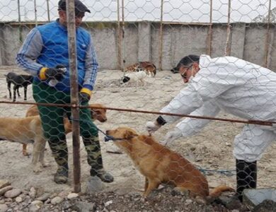 مرکز جدید نگهداری حیوانات بدون صاحب در همدان ساخته می شود