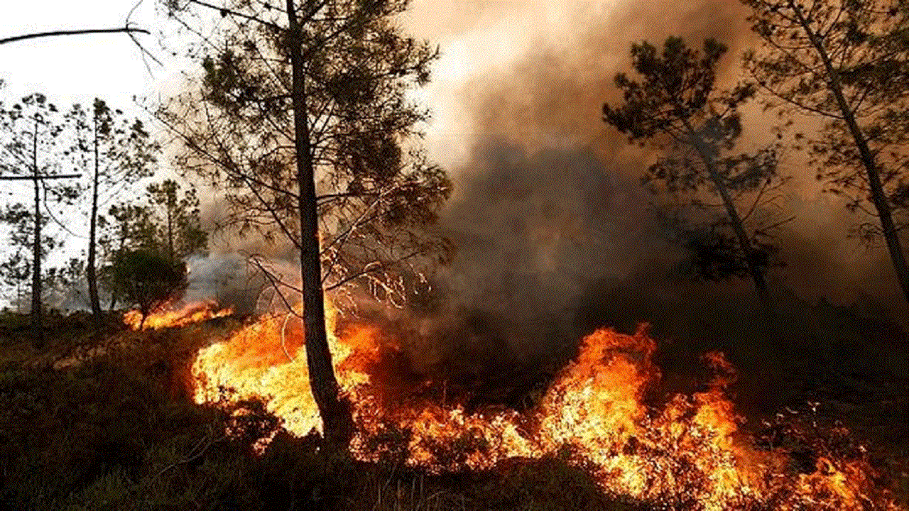 مهار آتش‌سوزی در منطقه حفاظت شده بوزین و مره‌خیل