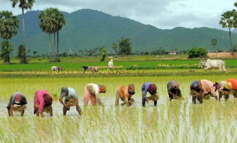 نگاهی به مزارع برنج در بخش حویق تالش + تصاویر