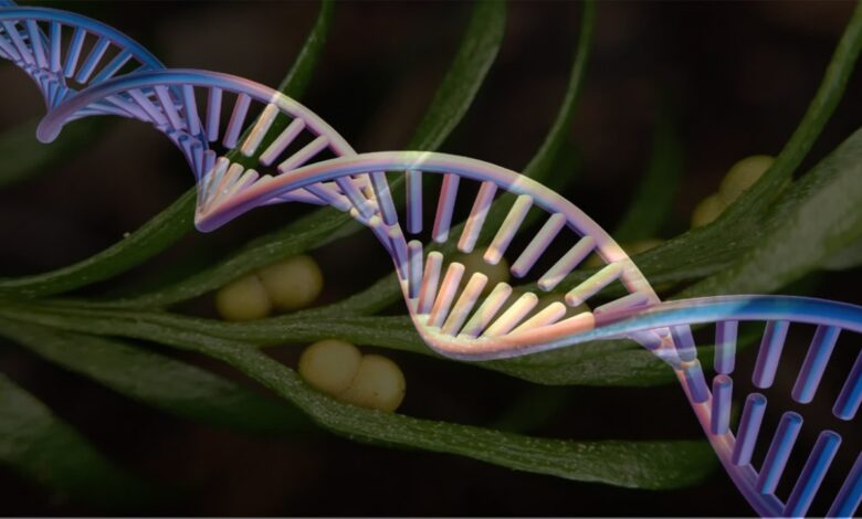 یک گیاه رکورد جهانی بیشترین DNA را با صد متر طول شکست