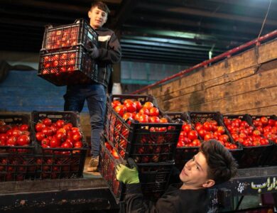 اجرای طرح جدید کشت گوجه‌فرنگی برای مقابله با گرانی در پاییز