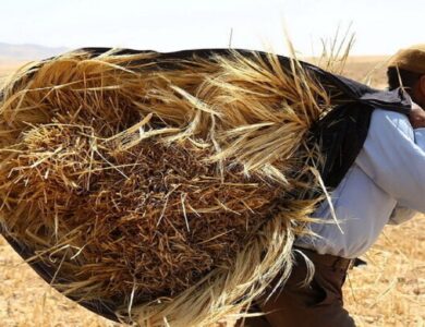 اولین واریزی بهای گندم خریداری شده به حساب گندمکاران کردستانی