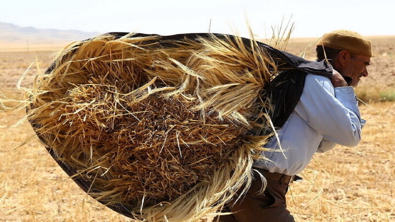 اولین واریزی بهای گندم خریداری شده به حساب گندمکاران کردستانی