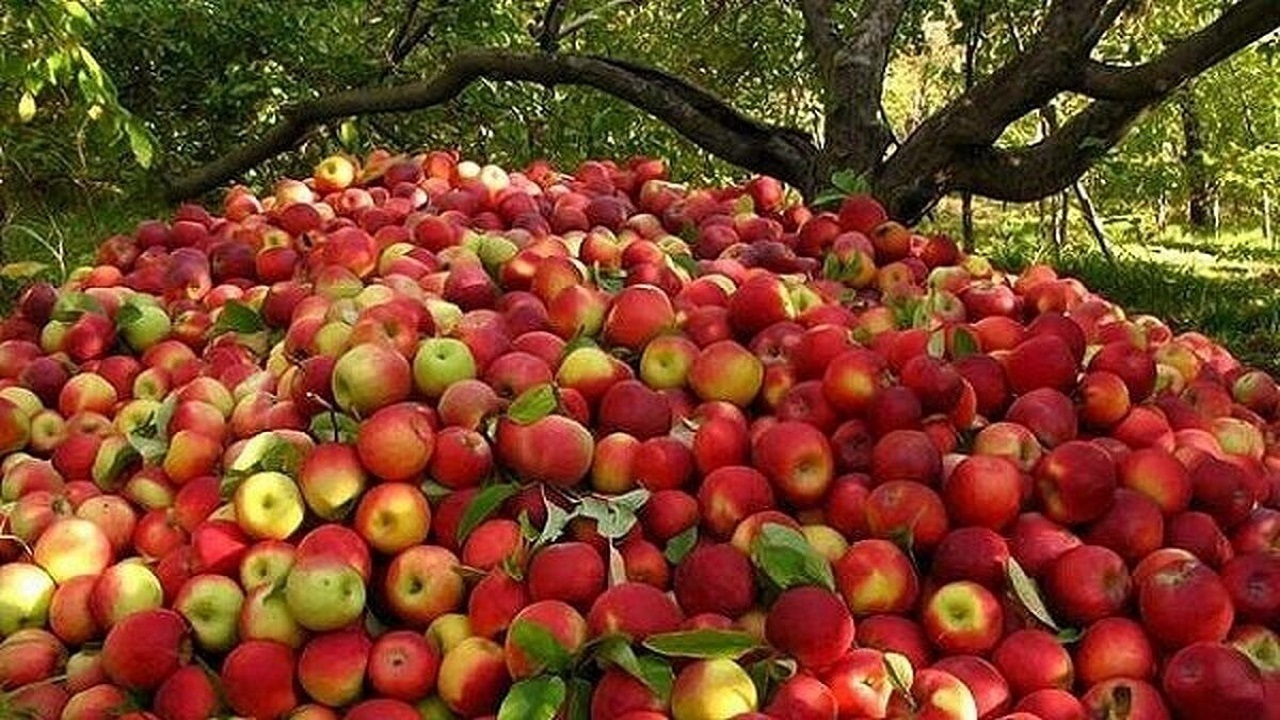 باغداران نسبت به تعجیل در برداشت میوه‌های رسیده اقدام کنند