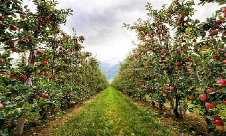 تولید سالانه ۴۷۰ هزار تن‌ محصولات باغی در کردستان