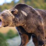 خرس چوپان ۶۰ ساله را زخمی کرد