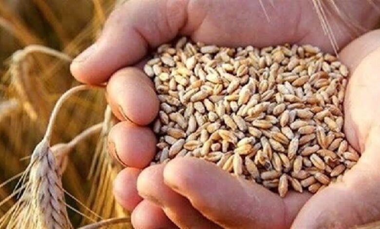 خرید ۲ هزار و ۴۰۰ تن گندم بذری در لرستان