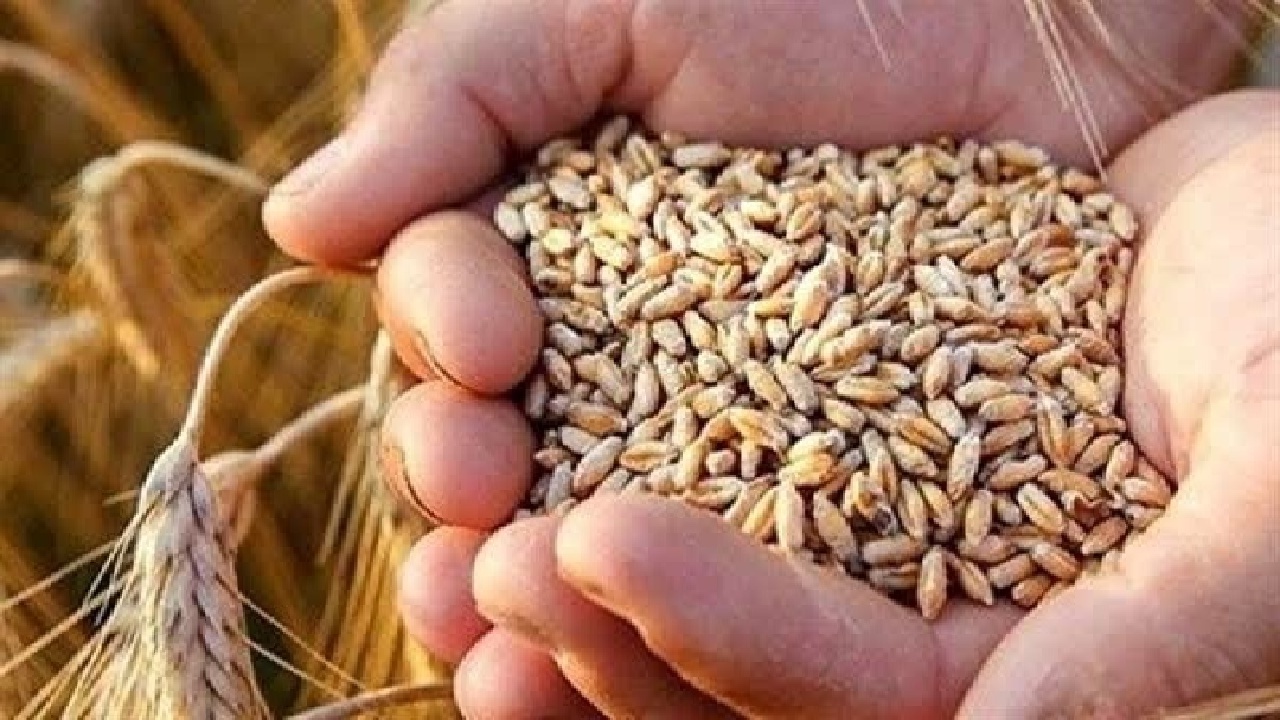 خرید ۲ هزار و ۴۰۰ تن گندم بذری در لرستان