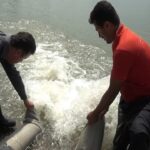 رهاسازی بیش از ۳۸ میلیون قطعه بچه ماهی در رودخانه سفیدرود
