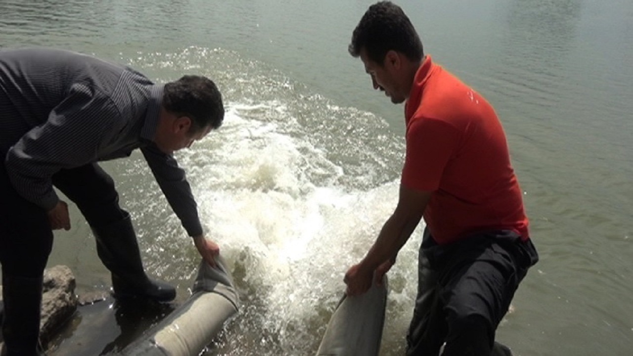 رهاسازی بیش از ۳۸ میلیون قطعه بچه ماهی در رودخانه سفیدرود