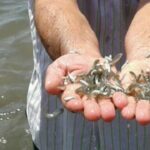 رهاسازی ۵۰ هزار قطعه بچه ماهی در سد شهید کاظمی سقز