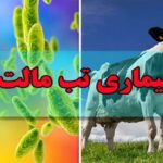 شناسایی ۶۶۸ مورد ابتلا به بیماری تب مالت در کردستان