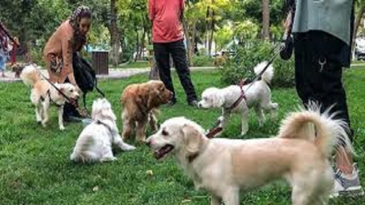 ضرورت مقابله با سگ گردانی در پارک‌ها و فضای عمومی شهر مراغه