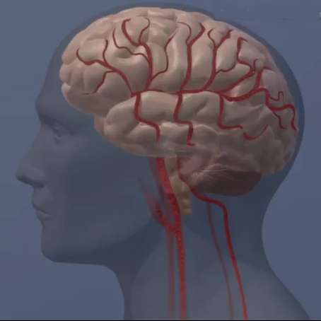 مطالعه هدف جدیدی را در ناحیه حساس تنظیم کننده درد مغز شناسایی می کند
