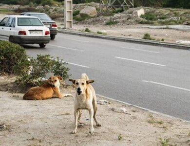 معضل سگ‌های ولگرد این بار در محله ازگل تهران