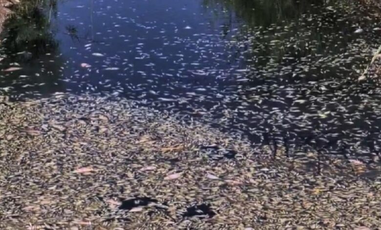 ویدیو نوشت از تلف شدن وسیع ماهیان در هورالعظیم