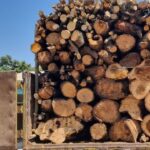 کشف بیش از ۲۲ تن چوب توسکا و صنوبر قاچاق در انزلی