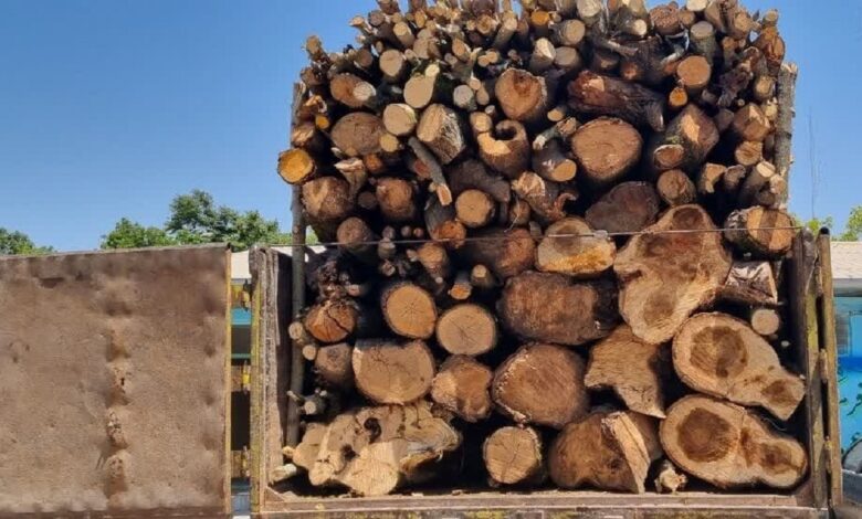 کشف بیش از ۲۲ تن چوب توسکا و صنوبر قاچاق در انزلی