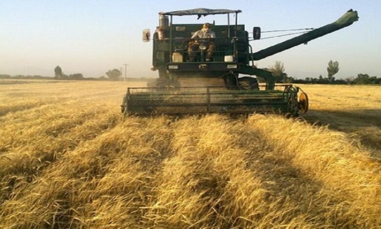 ۳۳ هزار تن گندم از کشاورزان میامی خریداری شد