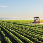 ۶۲ هزار هکتار از اراضی کشاورزی زیر کشت محصولات زراعی دیم