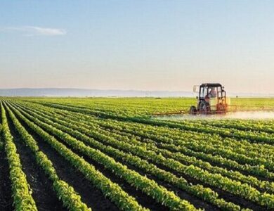 ۶۲ هزار هکتار از اراضی کشاورزی زیر کشت محصولات زراعی دیم